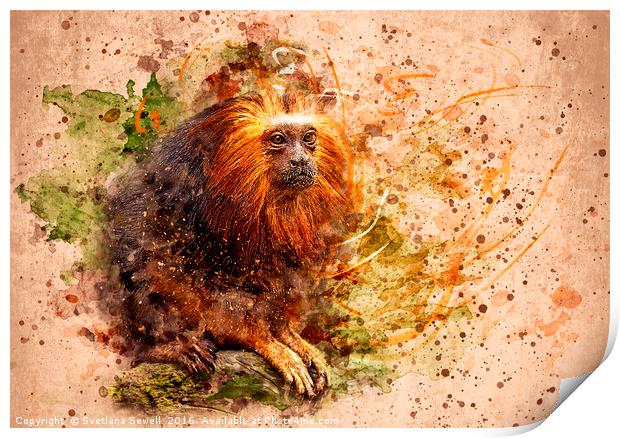 Tamarin Lion Monkey Print by Svetlana Sewell