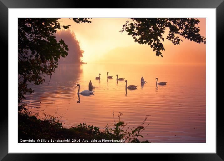 Swan Lake Framed Mounted Print by Silvio Schoisswohl