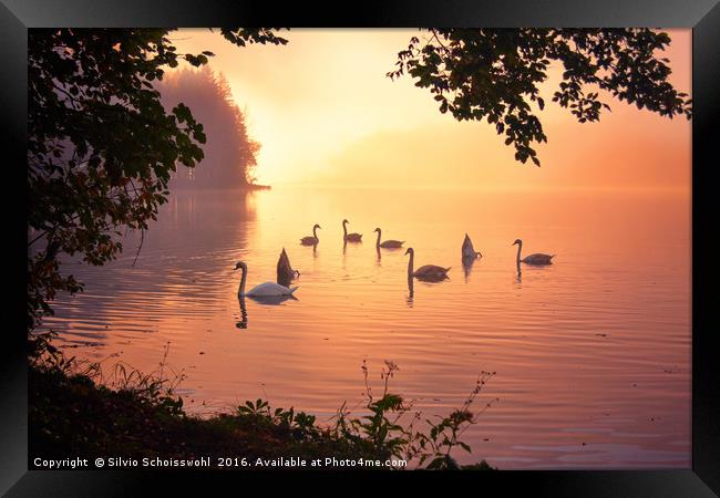 Swan Lake Framed Print by Silvio Schoisswohl