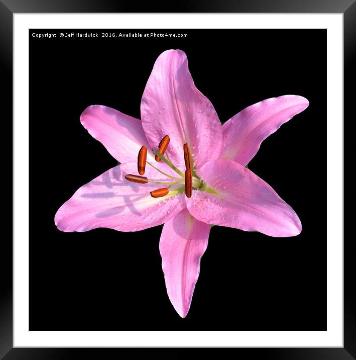 Lily wall art Framed Mounted Print by Jeff Hardwick
