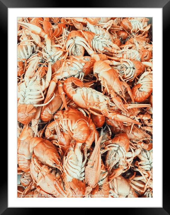 Lobsters For Sale In Fish Market Framed Mounted Print by Radu Bercan