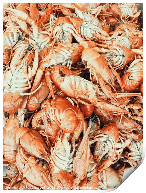 Lobsters For Sale In Fish Market Print by Radu Bercan