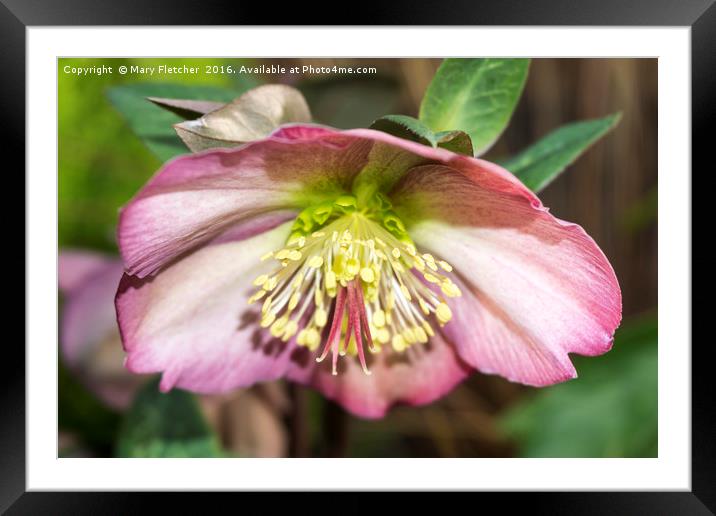 Hellebore Framed Mounted Print by Mary Fletcher