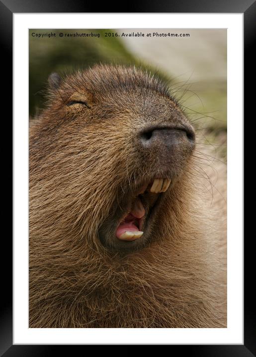 Yawning Capybara Framed Mounted Print by rawshutterbug 