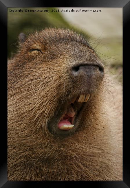 Yawning Capybara Framed Print by rawshutterbug 