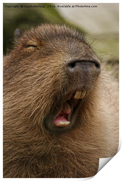 Yawning Capybara Print by rawshutterbug 