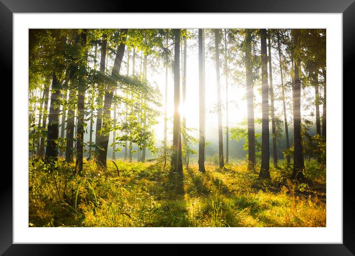 Mystic light in morning in a forest. Framed Mounted Print by Sergey Fedoskin