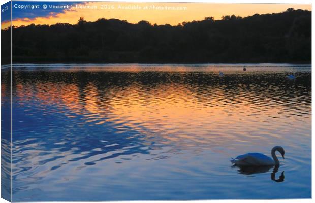 Swan At Sunset, Whitlingham, Norwich, England Canvas Print by Vincent J. Newman