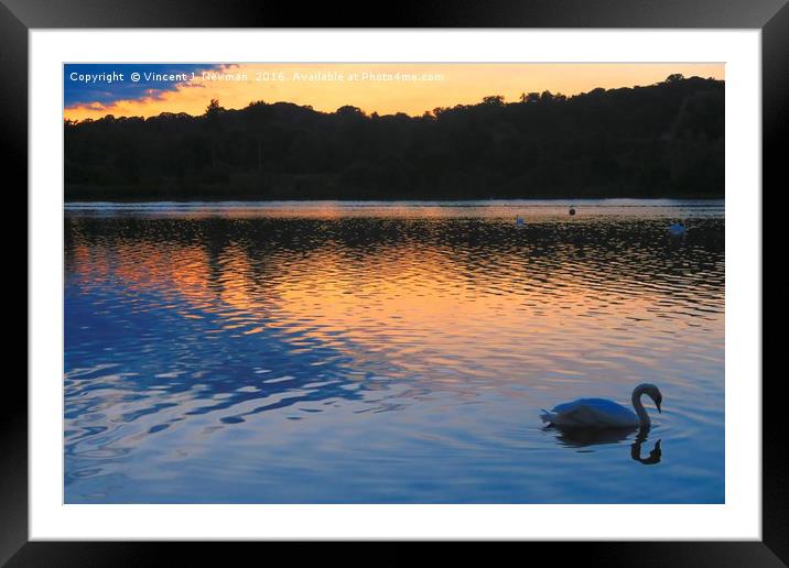 Swan At Sunset, Whitlingham, Norwich, England Framed Mounted Print by Vincent J. Newman