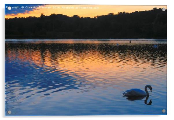 Swan At Sunset, Whitlingham, Norwich, England Acrylic by Vincent J. Newman