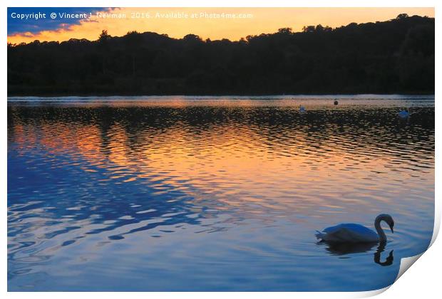 Swan At Sunset, Whitlingham, Norwich, England Print by Vincent J. Newman
