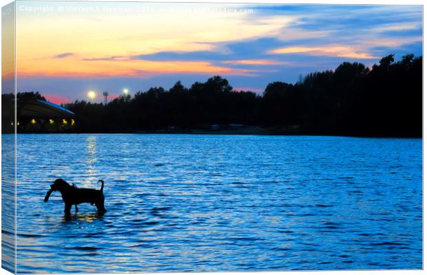 Dog Playing in Whitligham Lake at Sunset, Norwich, Canvas Print by Vincent J. Newman