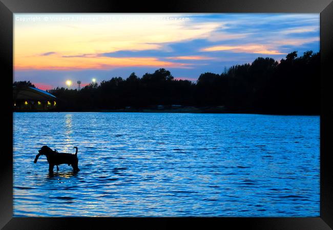 Dog Playing in Whitligham Lake at Sunset, Norwich, Framed Print by Vincent J. Newman