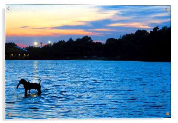 Dog Playing in Whitligham Lake at Sunset, Norwich, Acrylic by Vincent J. Newman