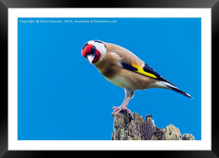 goldfinch Framed Mounted Print by Kelvin Rumsby