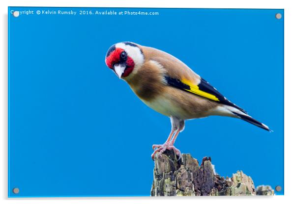 goldfinch Acrylic by Kelvin Rumsby