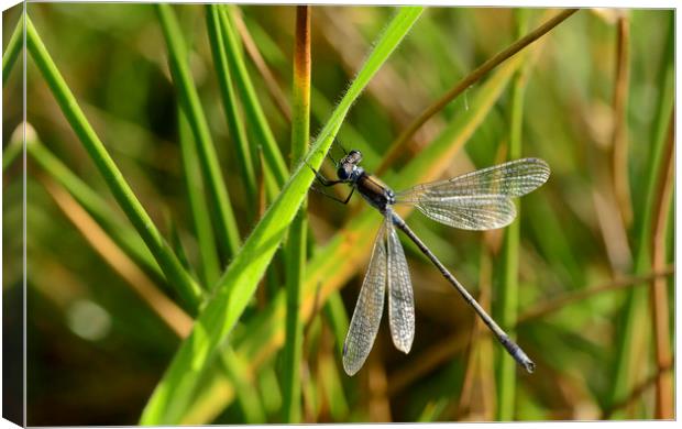 Damselfly Resting Canvas Print by Eric Pearce AWPF