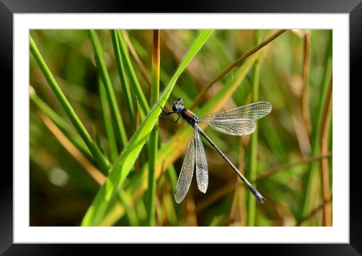 Damselfly Resting Framed Mounted Print by Eric Pearce AWPF