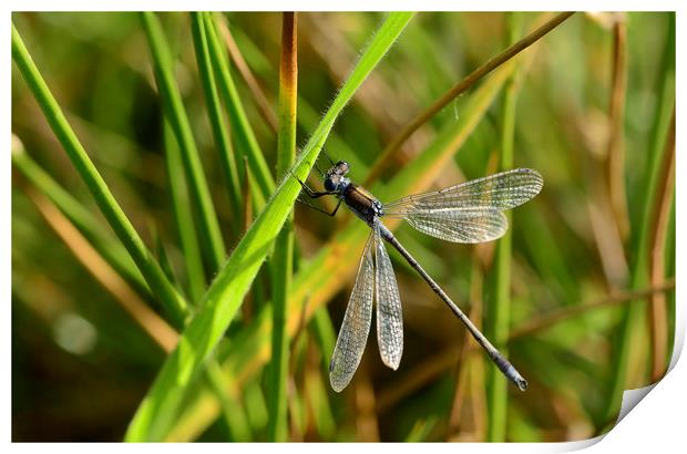 Damselfly Resting Print by Eric Pearce AWPF