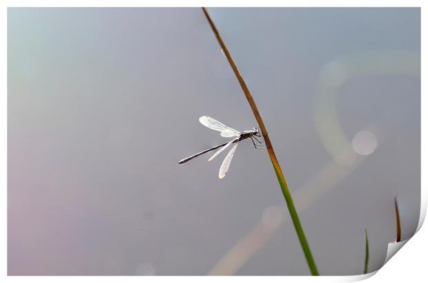 Damselfly Light Print by Eric Pearce AWPF