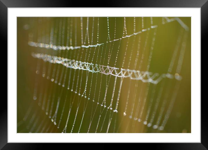 Bejewelled Cobweb Framed Mounted Print by Eric Pearce AWPF