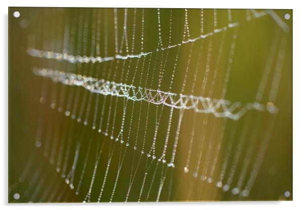 Bejewelled Cobweb Acrylic by Eric Pearce AWPF