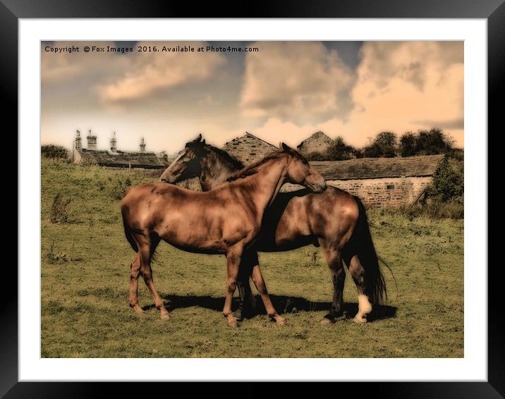 Horses on the farm Framed Mounted Print by Derrick Fox Lomax