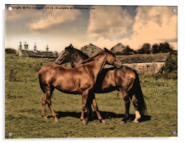 Horses on the farm Acrylic by Derrick Fox Lomax