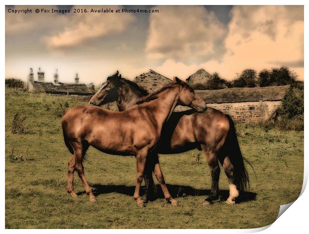 Horses on the farm Print by Derrick Fox Lomax