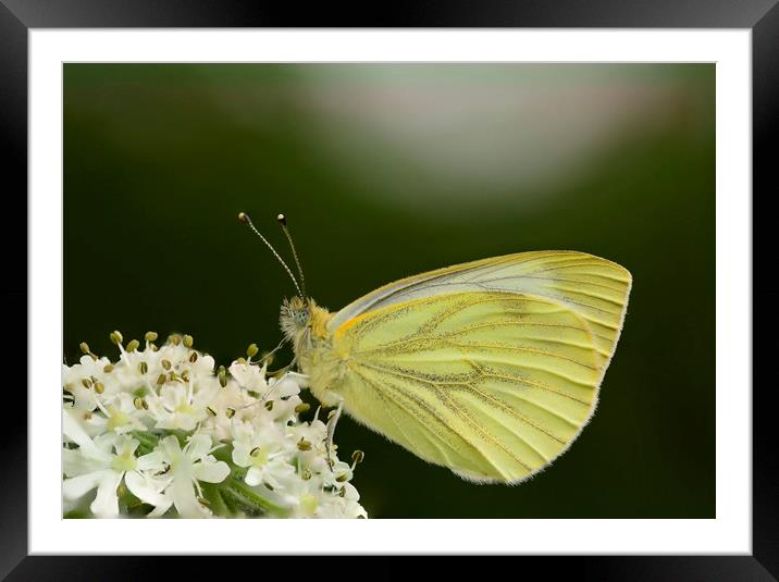 Butterfly Framed Mounted Print by Eric Pearce AWPF
