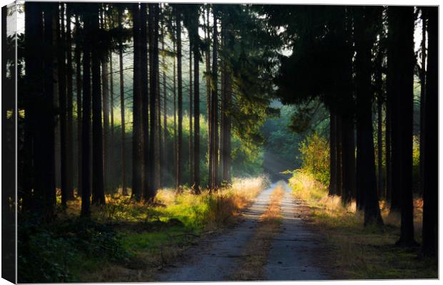 Road in morning forest. Canvas Print by Sergey Fedoskin