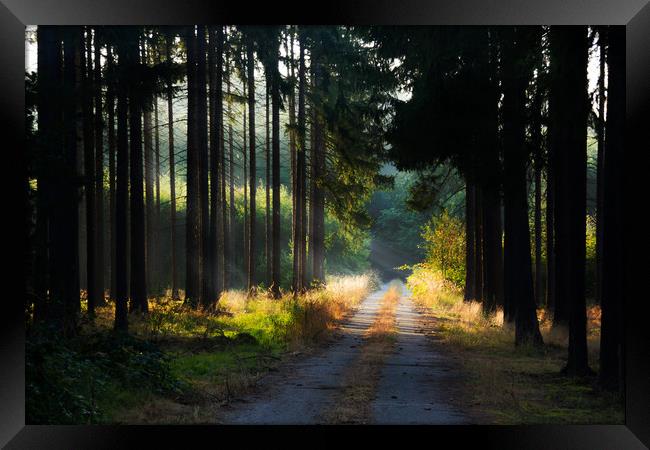 Road in morning forest. Framed Print by Sergey Fedoskin
