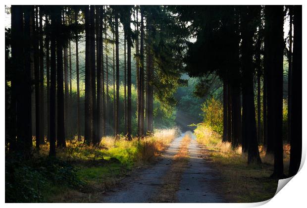 Road in morning forest. Print by Sergey Fedoskin