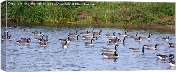 River Avon Geese Canvas Print by philip milner