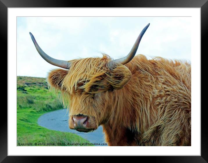 A Cow On Dartmoor Framed Mounted Print by philip milner