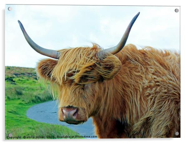 A Cow On Dartmoor Acrylic by philip milner