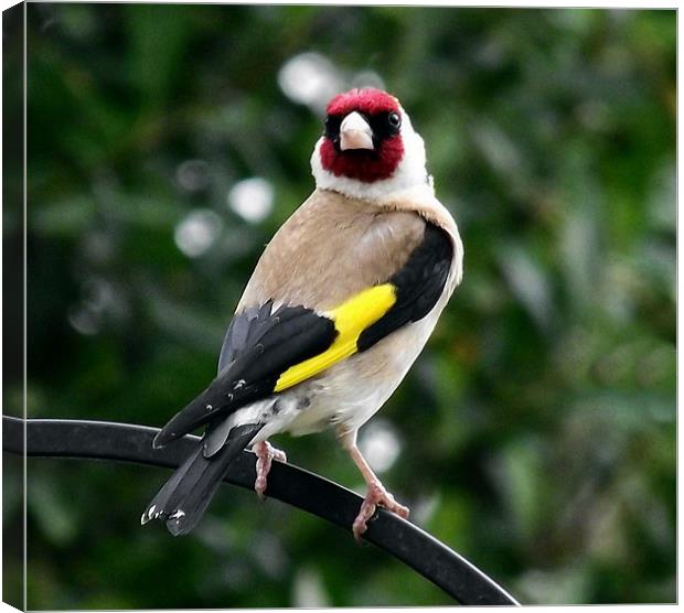 Goldfinch Canvas Print by Donna Collett