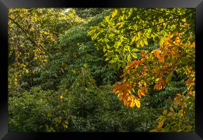 First Signs Of Autumn Framed Print by Steve Purnell