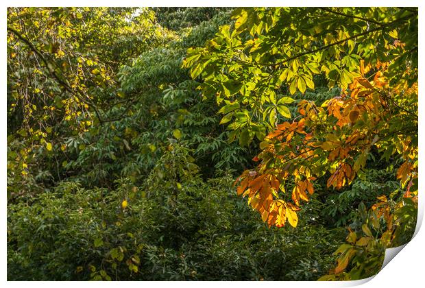 First Signs Of Autumn Print by Steve Purnell