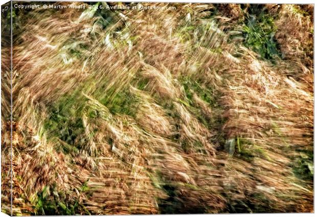 Wind Blown Grasses Canvas Print by Martyn Arnold