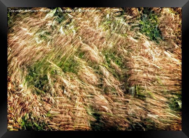 Wind Blown Grasses Framed Print by Martyn Arnold