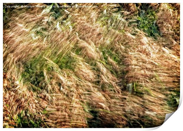 Wind Blown Grasses Print by Martyn Arnold