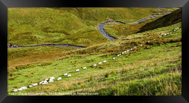 A straight line of Sheep and the River below Wales Framed Print by Nick Jenkins