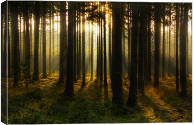 Mystic light in morning forest. Canvas Print by Sergey Fedoskin