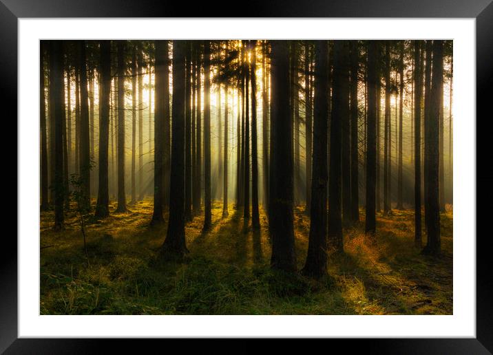 Mystic light in morning forest. Framed Mounted Print by Sergey Fedoskin