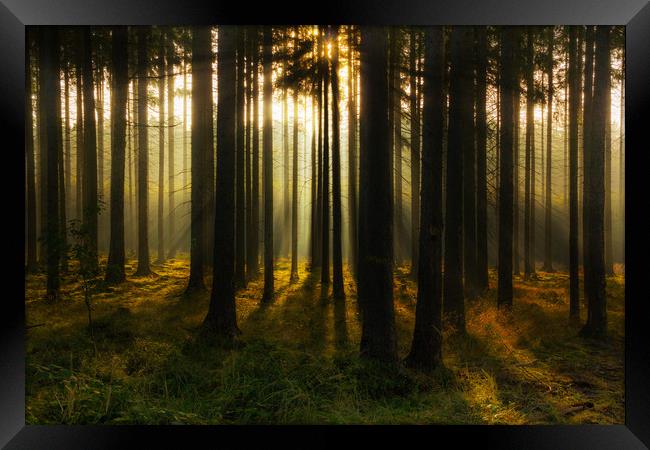 Mystic light in morning forest. Framed Print by Sergey Fedoskin