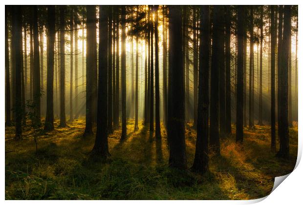 Mystic light in morning forest. Print by Sergey Fedoskin