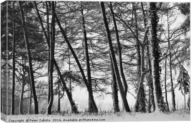 Winter Trees #2 Canvas Print by Peter Zabulis