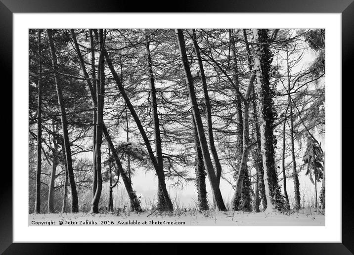 Winter Trees #2 Framed Mounted Print by Peter Zabulis