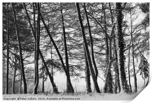 Winter Trees #2 Print by Peter Zabulis
